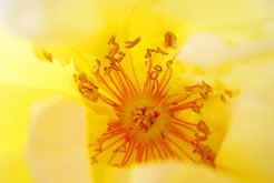 coeur jaune